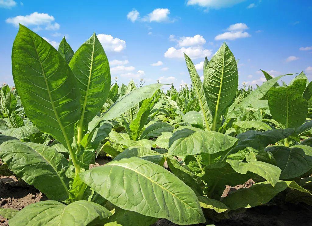 Diferentes resultados do cultivo do tabaco.