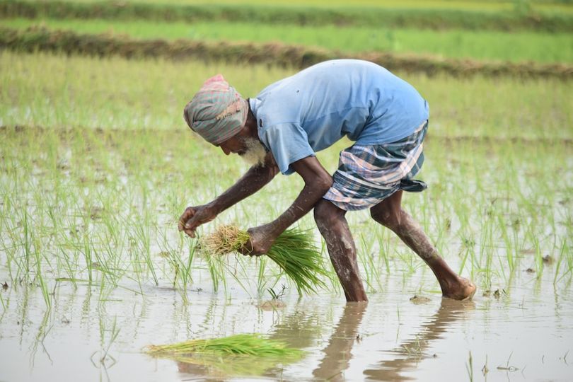 Produtores de Bangladesh em perigo porque a brusone afeta o cultivo de arroz