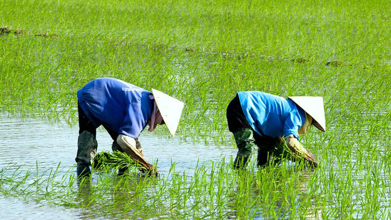 Nos primeiros dois meses deste ano, a China tornou-se mais uma vez o maior mercado para as exportações de produtos agrícolas e aquáticos do Vietname.